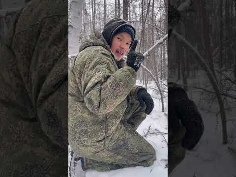 Видео: ОХОТА НА СОБОЛЯ КАПКАНАМИ в Якутии.