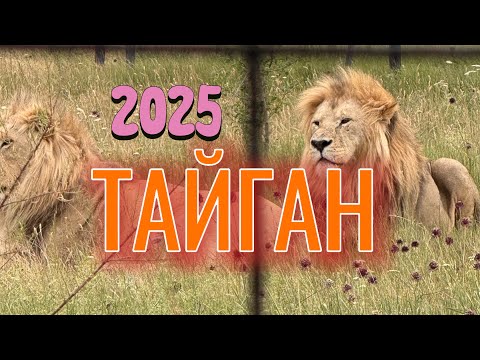 Видео: ТАЙГАН - ПАРК ЛЬВОВ. 2 июля 2025 г.