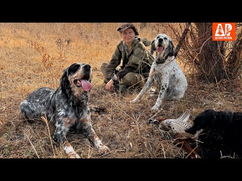 Видео: Открытие охоты на фазана 2025. Охота с Английским сеттером