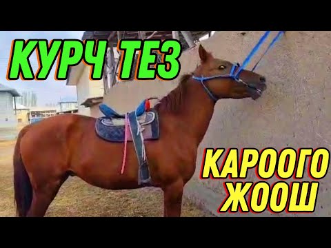 Видео: ӨТӨ КУРЧ ЖАҢЫ АСЫЙ АТ ЧЫКТЫ РОСТ  1.55 #байтв  