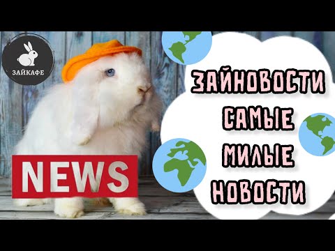 Видео: ЗАЙНОВОСТИ | НОВОСТИ ИЗ АНТИКАФЕ С КРОЛИКАМИ | САМЫЕ МИЛЫЕ НОВОСТИ ЗА НЕДЕЛЮ ЗАЙКАФЕ