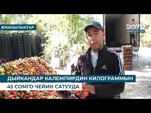 Видео: ДЫЙКАНДАР КАЛЕМПИРДИН КИЛОГРАММЫН 45 СОМГО ЧЕЙИН САТУУДА