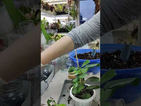 Видео: Фикусные пересадки. ч 2🌿☘️🌿#комнатныерастения #пересадка #растения