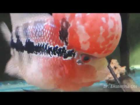 Видео: Самые опасные болезни. Рыбка заболела. Как ей помочь? Лечение гексамитоза у флавер хорна. Ч.1.