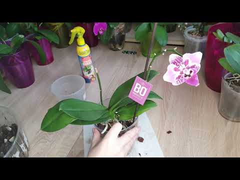 Видео: Посадка орхидеи в закрытую систему. Как и чем помочь быстрее адаптироваться и пойти в рост