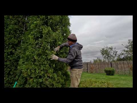 Видео: Как подготовить туи к зиме 🍃 | Очистка, обрезка и обработка от болезней