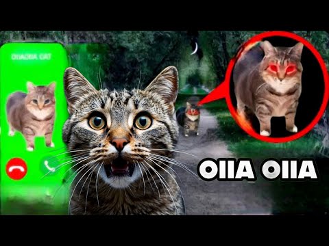 Видео: НИКОГДА НЕ ИЩИ OIIAOIIA CAT в интернете! **проклятый кот**