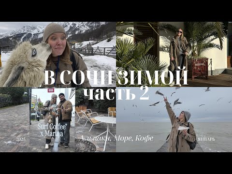 Видео: В Сочи зимой. Мама Пача - в гостях у Альпак. Роза хутор, Адлер, Красная поляна, Surf Coffee