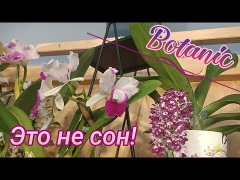Видео: Таких орхидей у нас не было НИКОГДА!🙈✌️