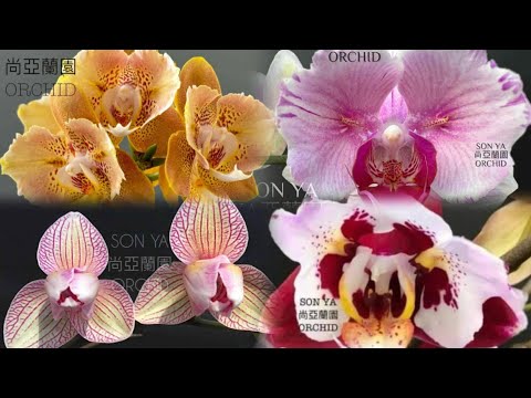 Видео: Осенние новинки орхидей от SonYa ❤️‍🔥