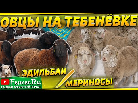 Видео: Овцы против мороза: кто победит в этой битве? Эдильбаи и мериносы зимой без помещений и укрытий!