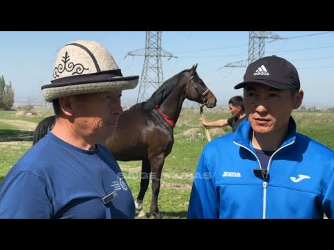 Видео: "Айгырлар" беру́усу.13-чыгарылыш.Шалтанын мыкты Лейбор,Гектар айгырлары.