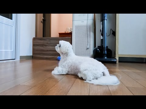 Видео: Щенок, который думал, что его бросили, и был оставлен ㅠㅠ강아지