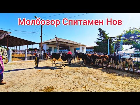 Видео: Молбозор Спитамен Нов.Полный Обзор.18.06.2023.