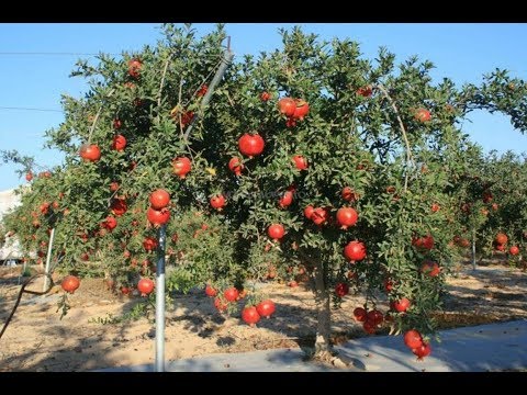 Видео: Гранат.От косточки до плода!!!!Часть 1. Pomegranate From seed to fruit !!!! Part 1