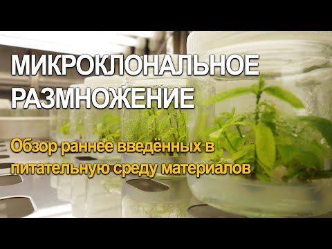 Видео: Обзор раннее введённых в питательную среду материалов, микроклональное размножение подвоя яблони.