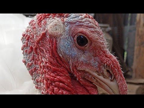 Видео: Самый простой  и быстрый способ забоя индюков/Как мы убираем индюков/