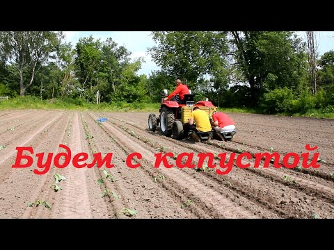 Видео: Впервые на Rossel высадка капусты от А до Я.