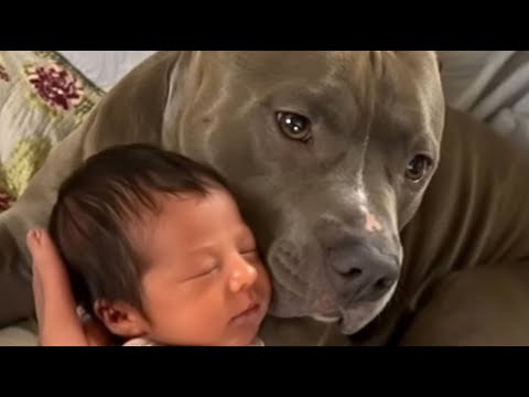 Видео: 150-фунтовый питбуль ЗАЩИЩАЕТ девочку – то, что мама увидела дальше, оставило ее в слезах 💔