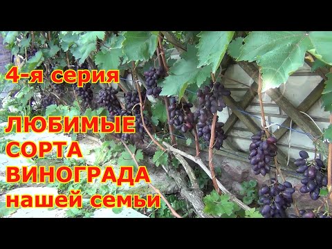 Видео: ч  4. ОБЗОР любимых СОРТОВ ВИНОГРАДА в ПОДМОСКОВЬЕ. Вкусы нашей семьи
