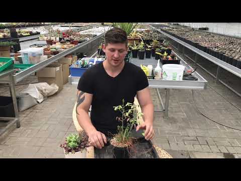 Видео: Альбука (Albuca spiralis) - интересное луковичное растение