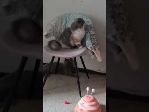 Видео: Устала от перестановки🙃