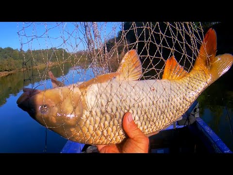 Видео: САЗАН ДО И ПОСЛЕ ПОХОЛОДАНИЯ