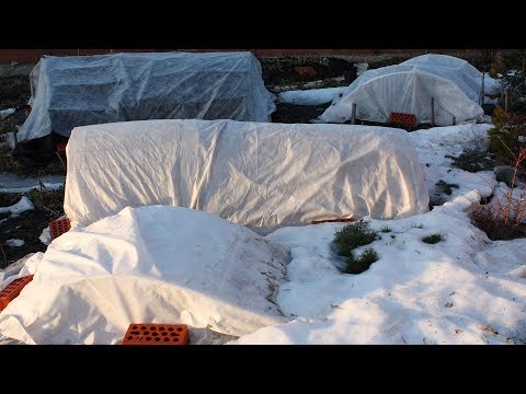 Видео: Когда обрезать розы и чем опрыскивать