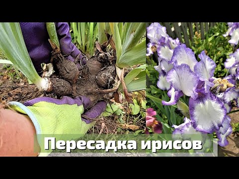 Видео: Как пересаживаю ирисы на новое место