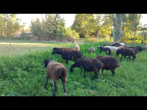 Видео: 22 октября 2025 г.