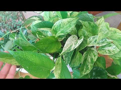 Видео: Комнатные растения. Ампельные / вьющиеся цветы в моей коллекции.