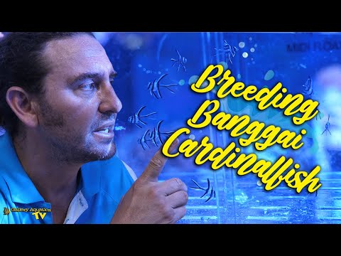 Видео: Разведение бангайского кардинала | Галерея Акватика ТВ