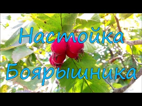 Видео: Настойка боярышника.