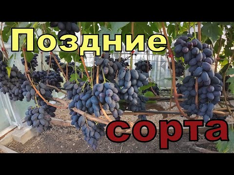 Видео: Виноград .Пасынковый урожай. Ягоды с весом более-30гр.