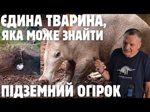 Видео: Еволюція симбіозу підземних огірків та трубкозубів. Біохімія запаху Cucumis humifructis