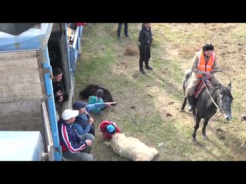 Видео: Мойынқұм ауданында  Карибаевтар аулетінде Ержан Бауыржан  мырзалардың елден бата алу көкпары.