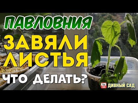 Видео: Павловния. Завяли листья, Что делать?