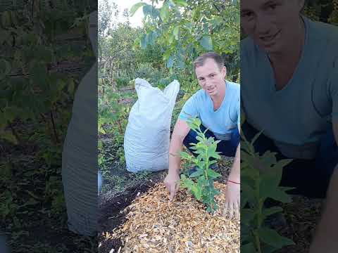 Видео: Мульча для голубики плюсы и минусы! 