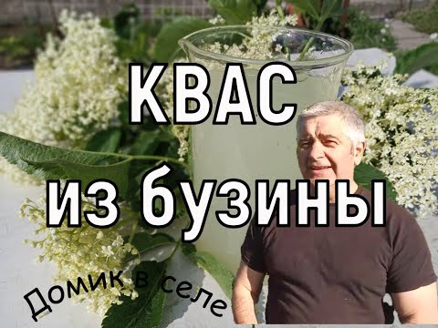 Видео: Квас из БУЗИНЫ