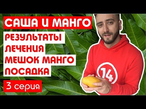 Видео: Результаты лечения, мешок манго, посадка семян. Выращивание манго в Тюмени. 3 серия