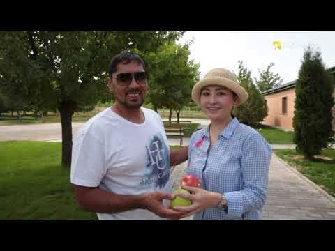 Видео: Город Алматы. Яблоко Сиверса