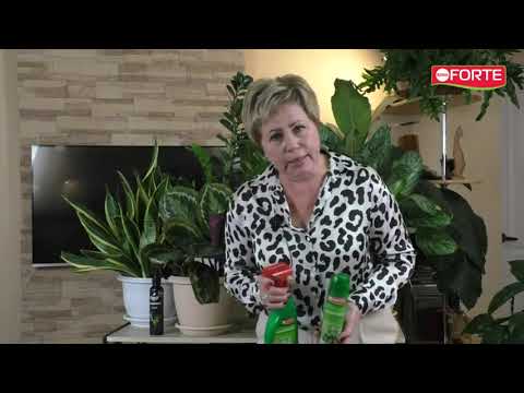 Видео: Осень! Как правильно перенести цветы с улицы в дом, и чем их обработать рассказывает Лариса Зарубина