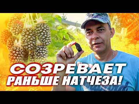 Видео: КОЛАМБИЯ ГИГАНТ ЭТО УЛЬТРА РАННИЙ СОРТ БЕЗШИПОЙ ЕЖЕВИКИ СОЗРЕВАЕТ РАНЬШЕ НАТЧЕЗА