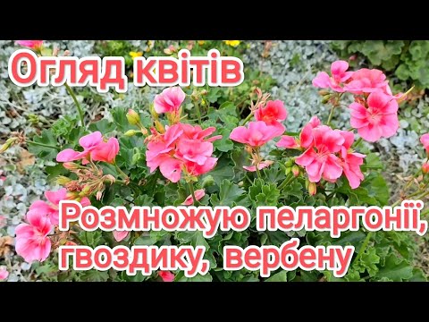 Видео: Розмножую пеларгонії, багаторічну гвоздику, вегетативну вербену. Придбала хризантеми.