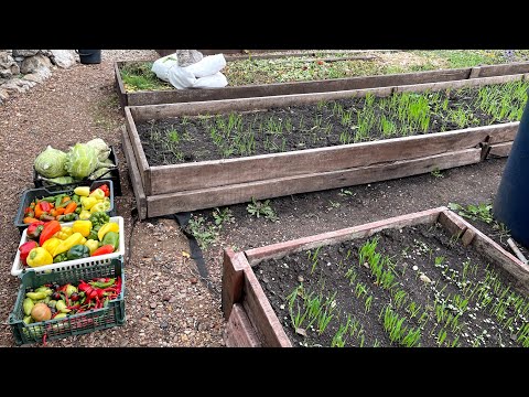 Видео: СПОСОБ ХРАНЕНИЯ БЕЗ ПОТЕРЬ МОРКОВИ И СВЁКЛЫ! ОТЛИЧНЫЙ УРОЖАЙ ПЕРЦА В СЕНТЯБРЕ!