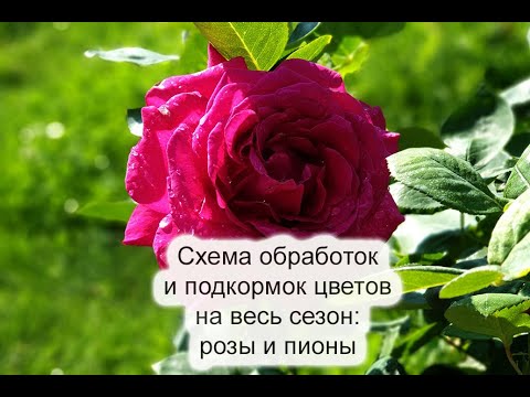Видео: Все подкормки роз и все подкормки пионов на весь сезон, все обработки роз и пионов на весь сезон