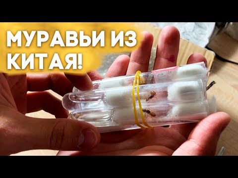 Видео: Первая посылка с муравьями из Китая 2023! Распаковка \\ Димон и пумба