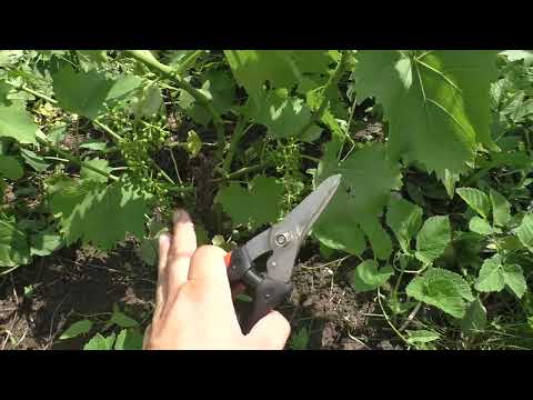 Видео: Виноград второго года в июле. Нормировка молодых кустов урожаем