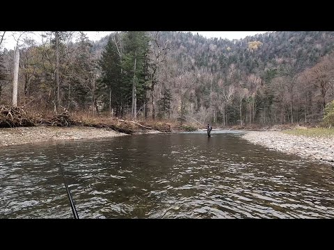 Видео: Приморский край. Чугуевский район. Ленок и хариус.