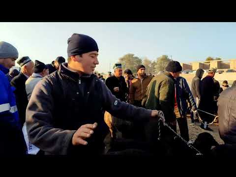 Видео: 9 ноября 2025 г.